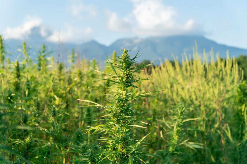 marijuana growing outside