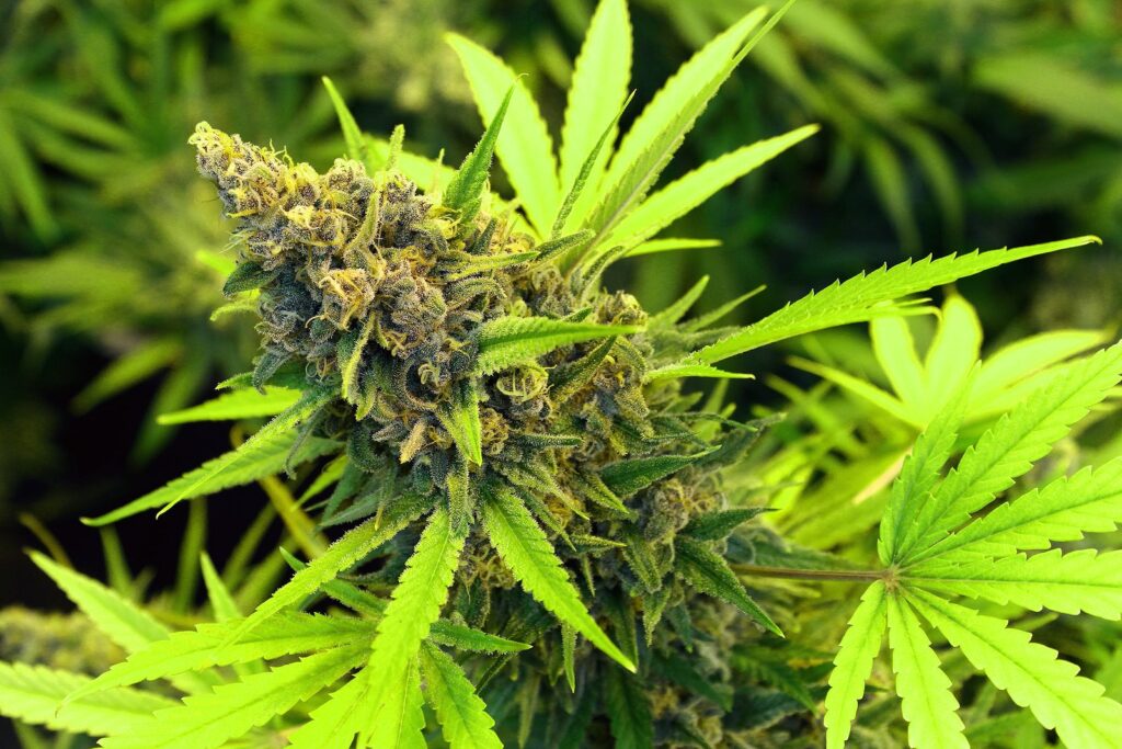 5 Interesting Facts About Cannabis