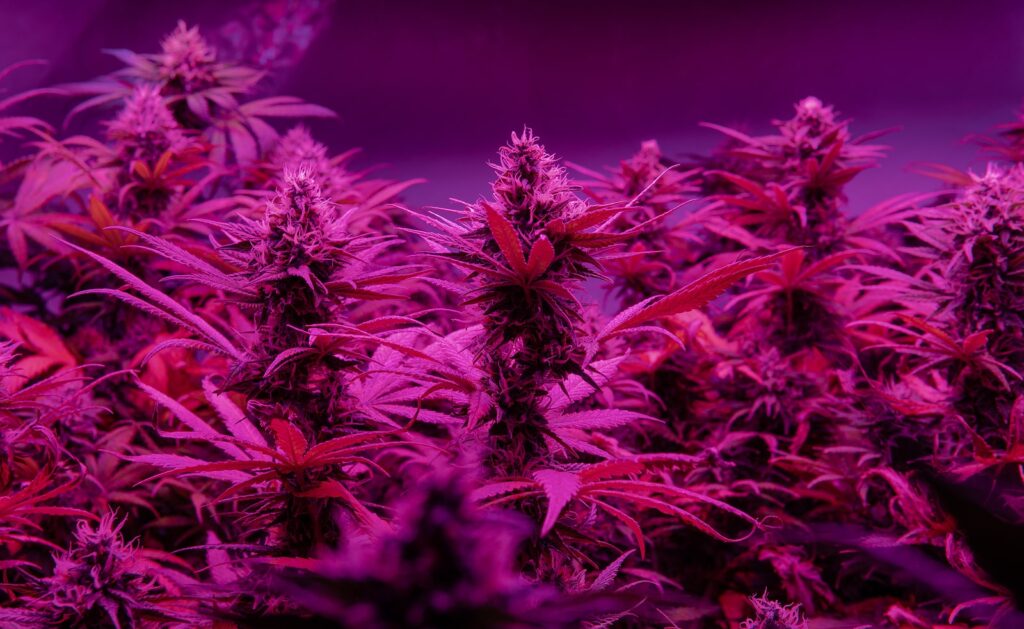 A Newbie's Guide to Selecting the Right Cannabis Strain