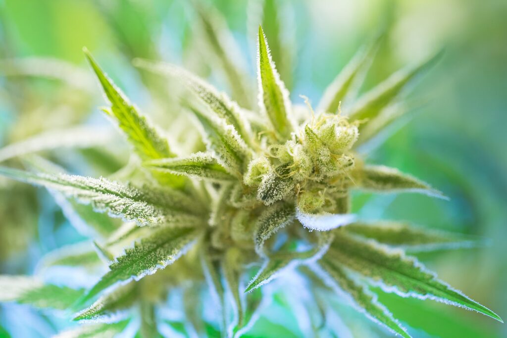 Can You Freeze Marijuana